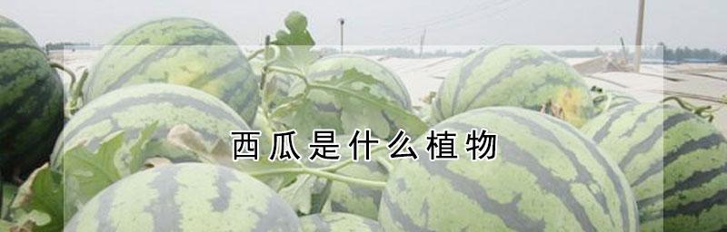 西瓜代表什么生肖（揭秘西瓜在十二生肖中的象征意义）