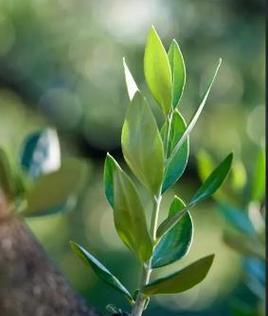 和平之花（传递和平与希望的花朵群）