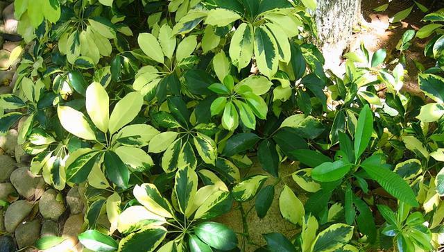 积极向上的植物（以植物为象征的积极向上的品质）