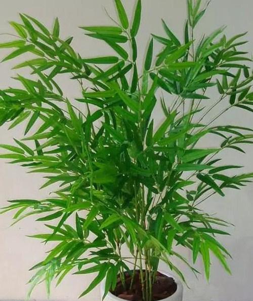 积极向上的植物（以植物为象征的积极向上的品质）