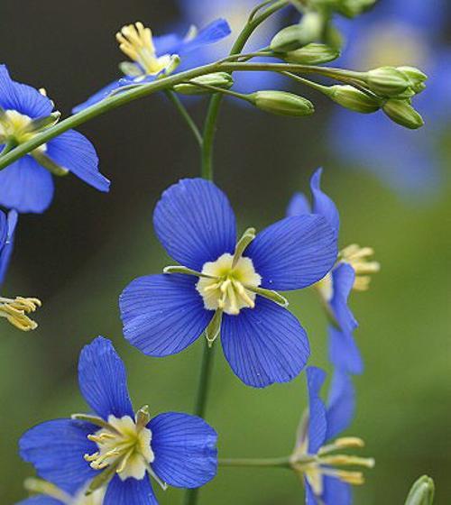 花语坚强勇敢独立（用花的力量传递勇敢和独立的精神）