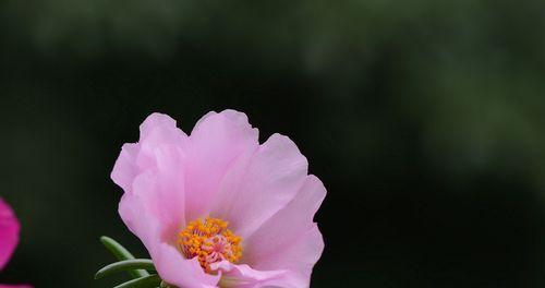 坚强勇敢独立的花和植物（在自然中绽放着生命之美）