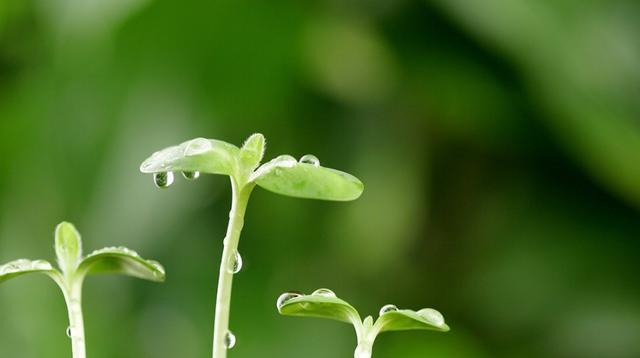 植物中的希望和梦想（探索自然界中象征希望和梦想的植物）