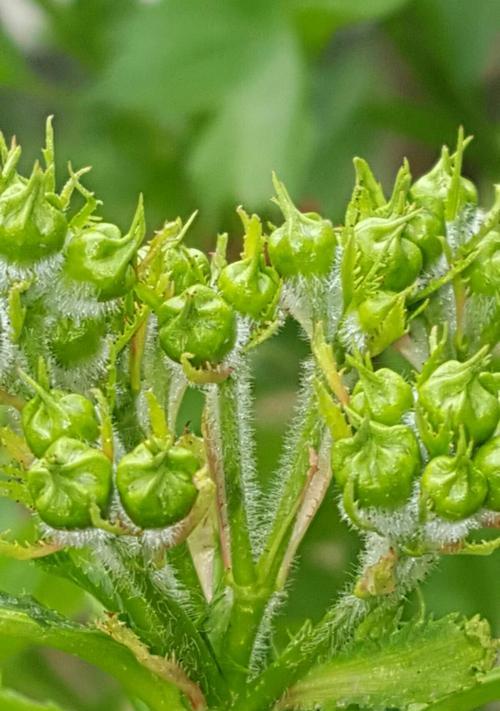 山楂的开花结果过程（了解山楂的生长周期及花果变化）