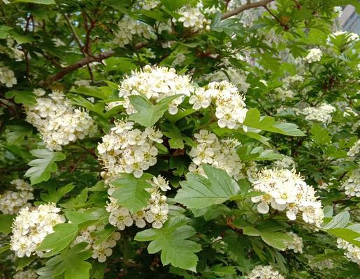 山楂花开的季节（了解山楂开花的时间和特点）