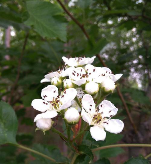 山楂树的开花结果时间及品种特点（探秘山楂树的生长规律与果实口感）