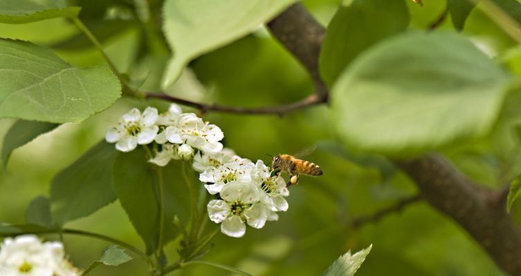 山楂树的花果情况及其影响因素（探讨山楂树开花结果的时间）