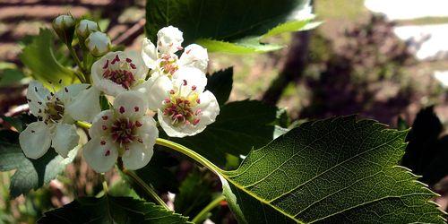 山楂树的花果情况及其影响因素（探讨山楂树开花结果的时间）