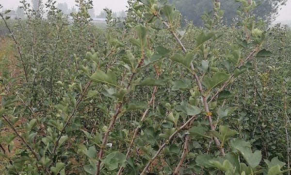 山楂籽的种植方法与时间（让你轻松掌握山楂籽的种植技巧）