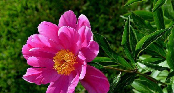 芍药花的冬季养殖指南（关注冬季养护芍药花更美丽）