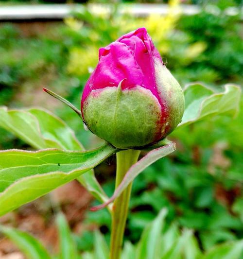 芍药的分类及特点（探究芍药的种类）