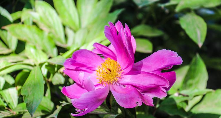 芍药并非木本植物（探究芍药的生长习性与特点）