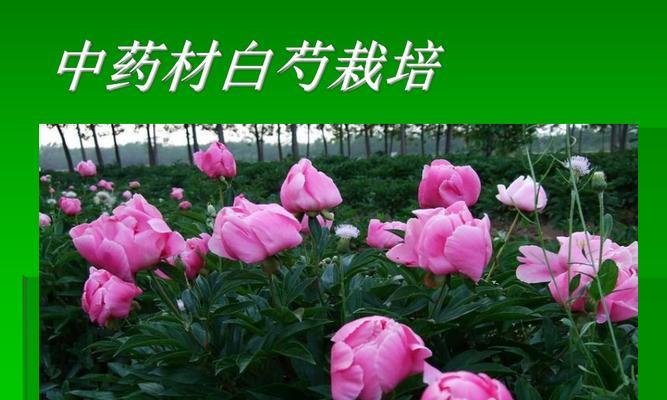 芍药高产种植技术与管理方法（培育优质品种）