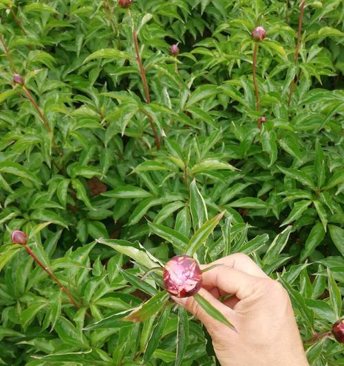 芍药种子发芽时间的影响因素（多久能发芽）