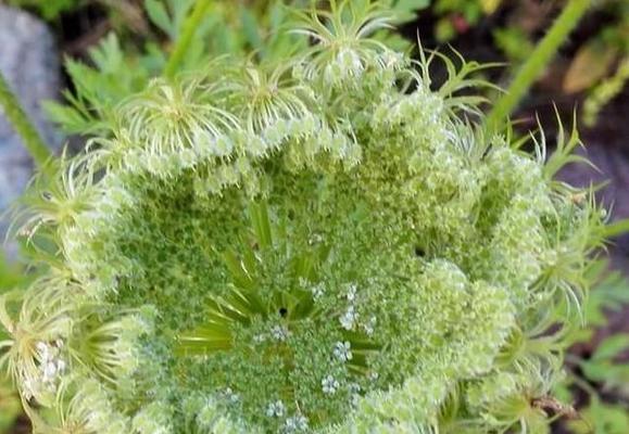 认识蛇床子——一种神奇的草药植物（了解蛇床子的分类）