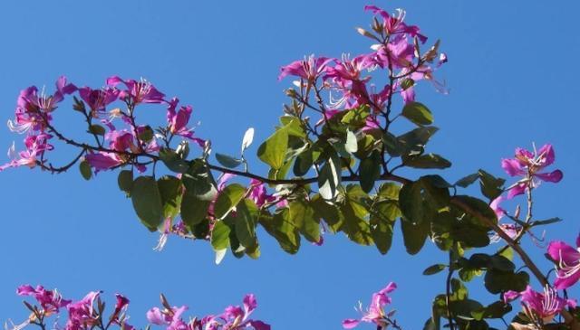 探寻沈阳市花之谜（沈阳市花的历史）