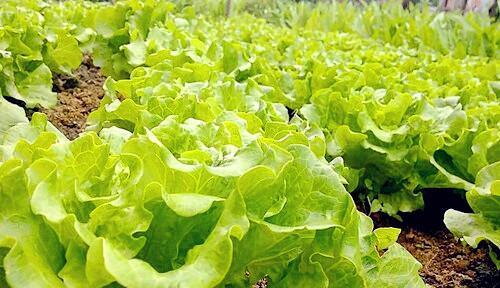 生菜球的种植全攻略（从时间选择到细节把握）