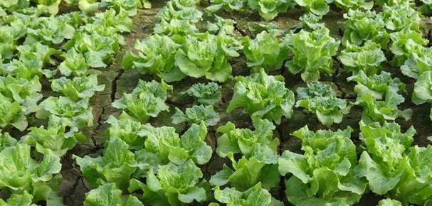 生菜种植时间与技巧（春季最佳种植时间及注意事项）