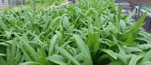 油麦菜的根能吃吗（油麦菜根的营养价值及食用方法）