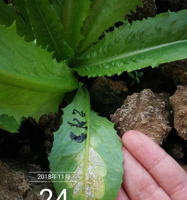 油麦菜菌核病防治方法剖析（探究菌核病的特点和最佳治疗方案）