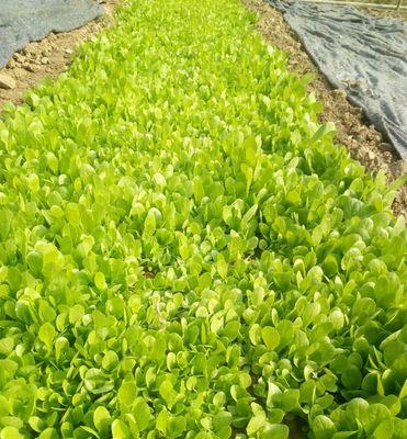 种植油麦菜的最佳时间（掌握时间）