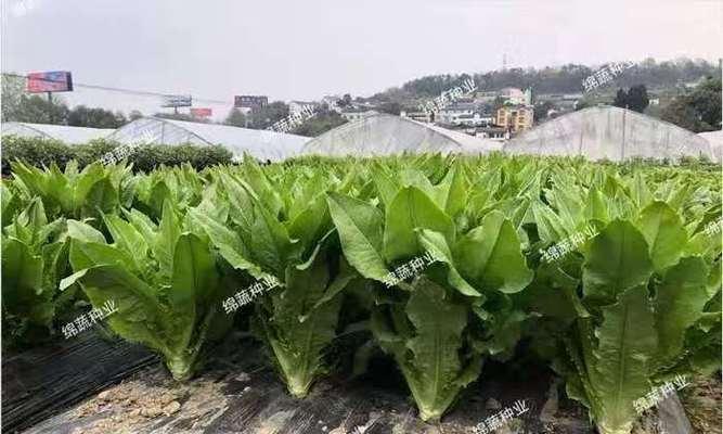 探秘油麦菜种子的来源（从成长环境到种植技术）