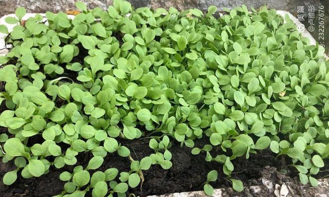 油麦种植技巧详解（浅析油麦播种时间及注意事项）