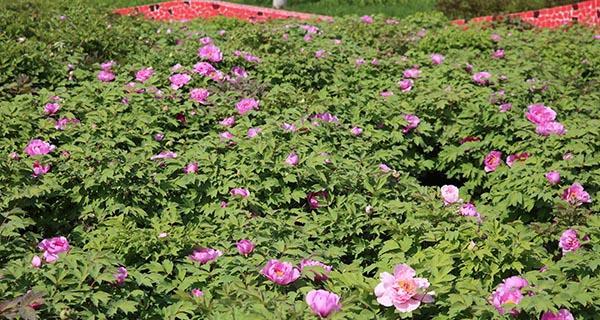 油牡丹花期全解析——欣赏美景必备知识（了解油牡丹的开花时间、品种特点和观赏技巧）