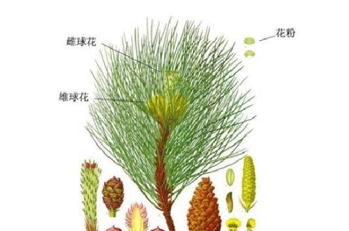 探讨油松是否为裸子植物（解析油松的种属分类与特征）