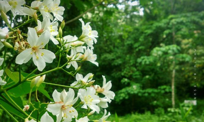 油桐花开花时间及观赏指南（探寻油桐花盛开的时节）