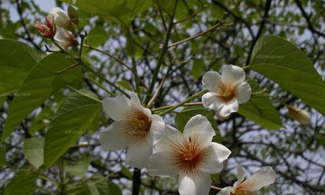 探秘油桐花的色彩奥秘（油桐花的五彩斑斓与文化内涵）