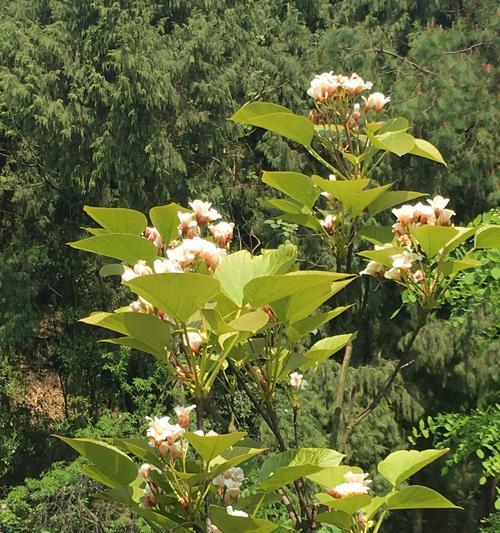 探秘油桐花的色彩奥秘（油桐花的五彩斑斓与文化内涵）