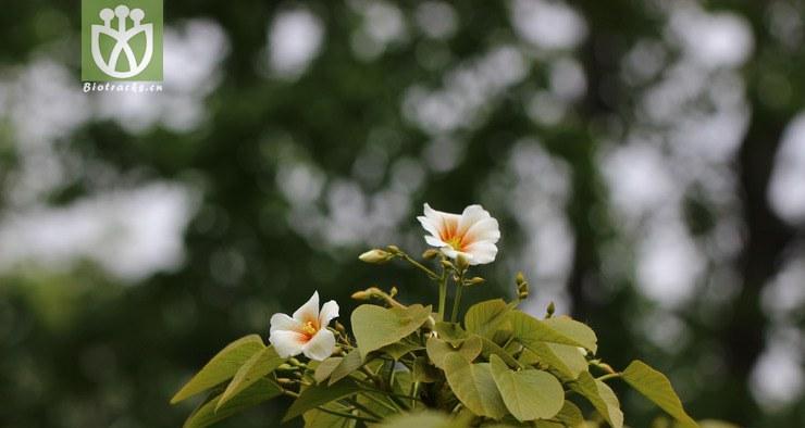 油桐（探究油桐的植物类别）