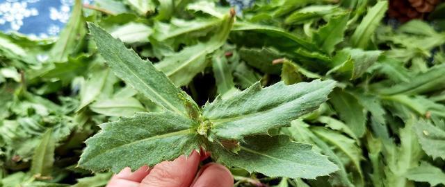 毒刺与美丽-世界上最危险的植物（了解有刺植物的那些事）