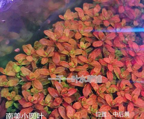 探究有茎植物的丰富多彩（结构）