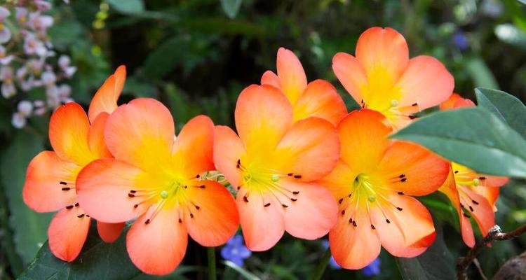 爱的花语——用花代表爱情（探寻有哪些花可以传达爱的意义）