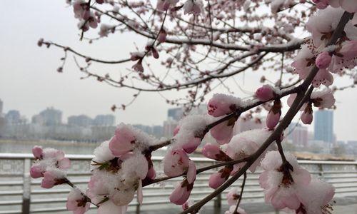 《花语代表我》（揭秘有哪些花的花语与我的性格相符）