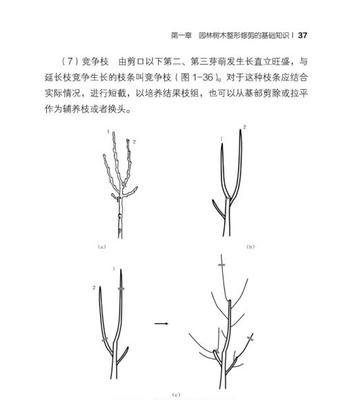 小叶榆树盆景修剪方法详解（打造美观盆景的秘诀）