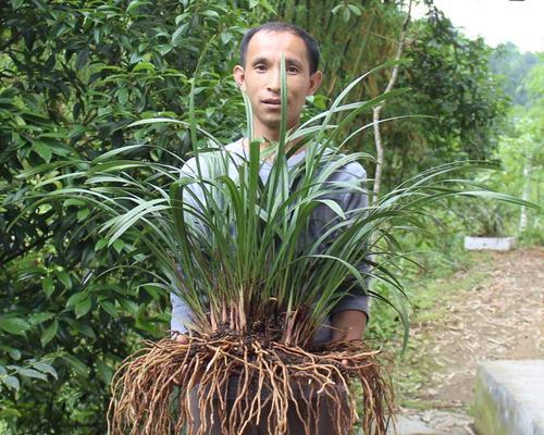 榆树皮可以种兰花吗（探究榆树皮在兰花种植中的作用）