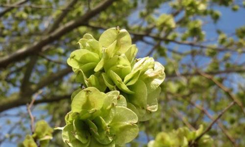 春到榆树花开叶茂（探究榆树发芽的时间及其原因）