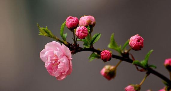 榆叶梅病虫害综合防治技术（探索榆叶梅病虫害防治新思路）