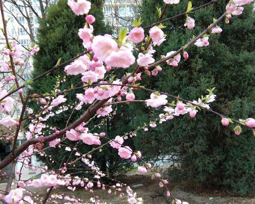 榆叶梅开花时间详解（四季植物榆叶梅的开花期及繁殖方法）