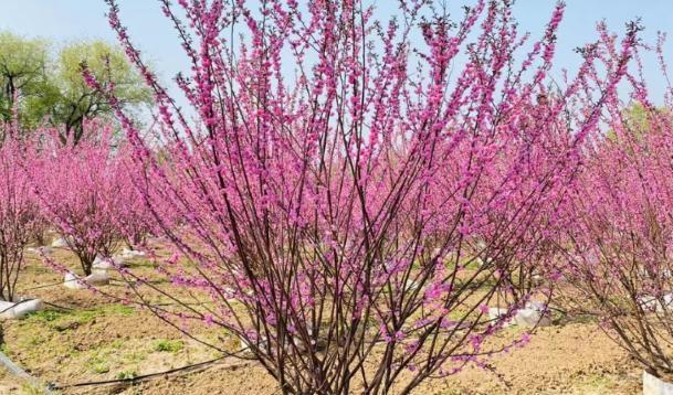 榆叶梅花期是什么时候（春节植物盆景中的常见品种——榆叶梅）