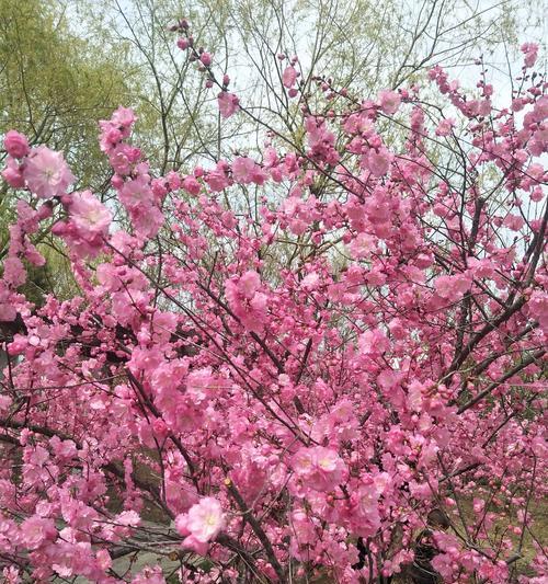 榆叶梅适合在院子里种植吗（了解榆叶梅的生长特点和种植技巧）