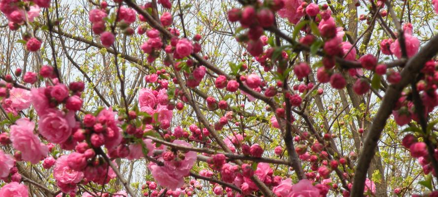 榆叶梅的开花时间及花期（一年开几次花）