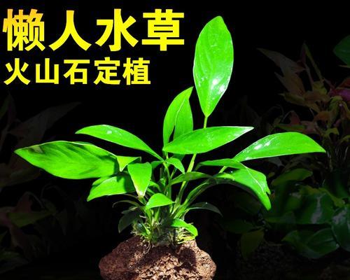 鱼池中适合种植哪些植物（打造清新自然的鱼池生态环境）