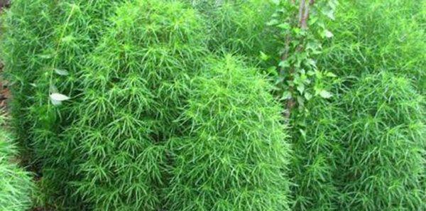 鱼蛋白——植物生长的必需品（探究鱼蛋白对植物的作用及其应用价值）