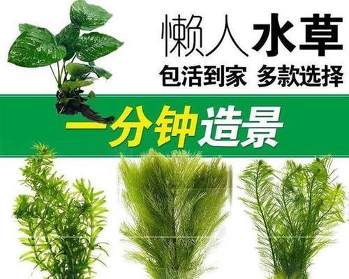 让你的鱼缸更美观（如何挑选适合鱼缸的植物）