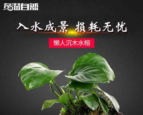 鱼缸上的绿色搭配——适合放置植物的指南（打造清新舒适的鱼缸环境）