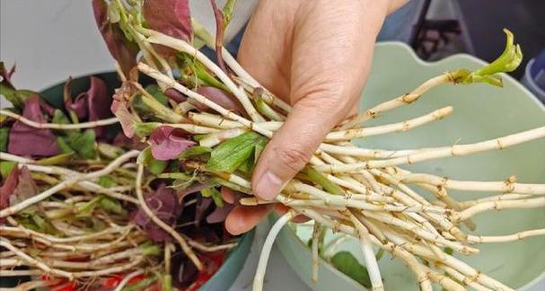 水培鱼香草的全面指南（从种植到收获）